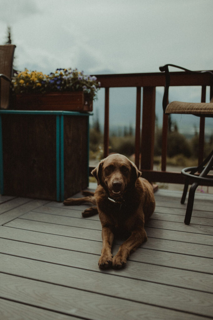 beautiful dog at their owners elopement