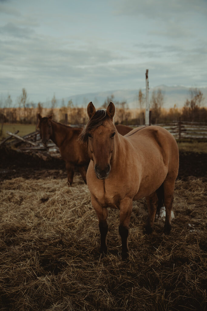 horse at a ranch in alaska