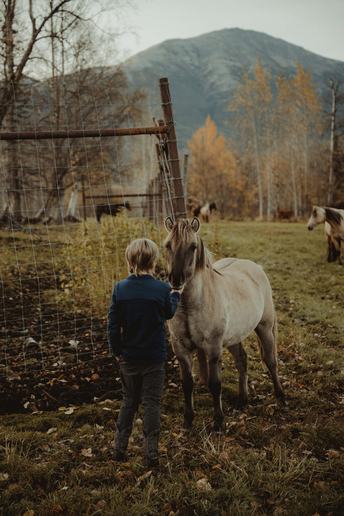 little boy petting a horse during his family session