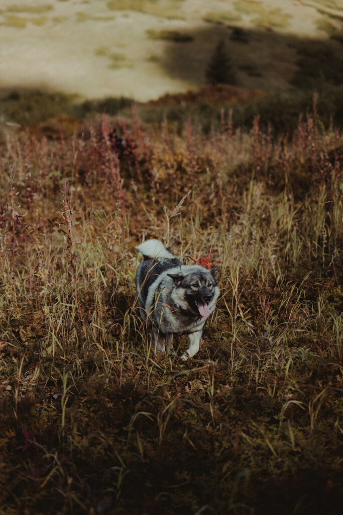 Fun Fall Engagement Session in Hope, AK