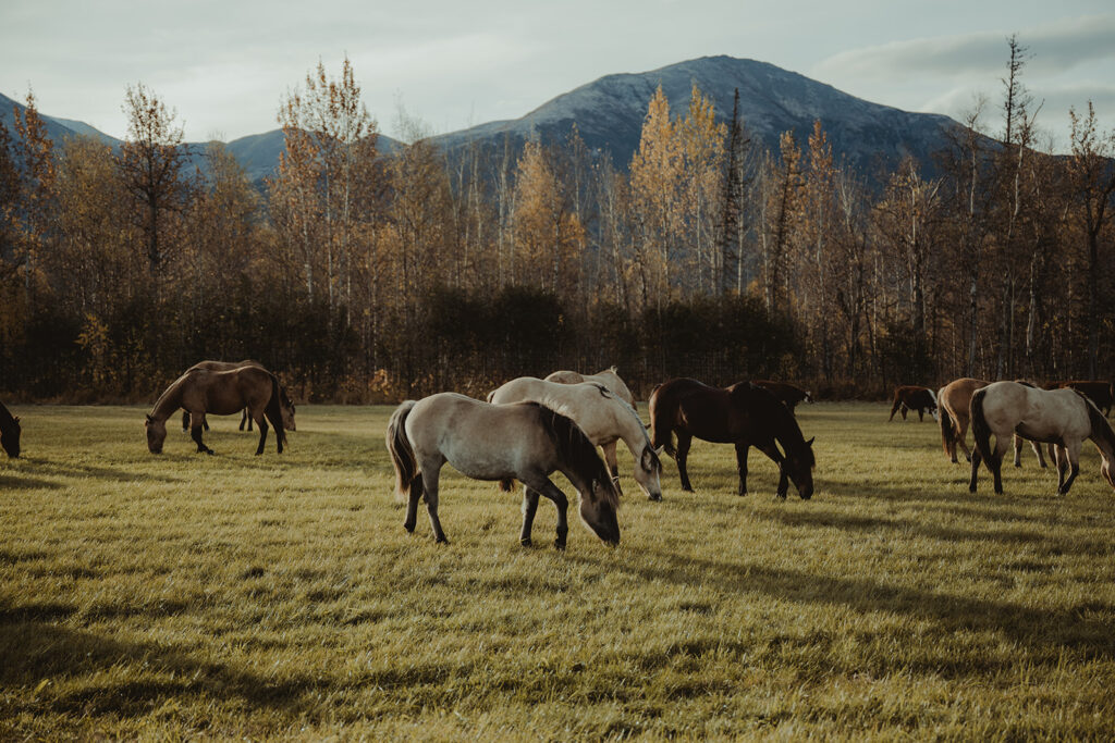 horses walking around the ranch 